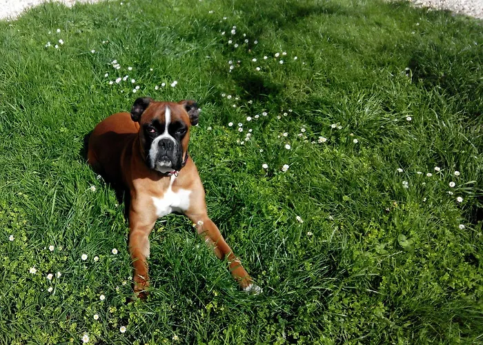 Familial -- Les Kiwis * Gémozac